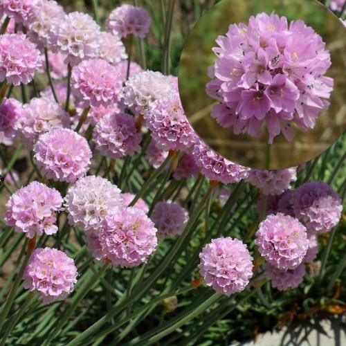 Armeria maritima 'Rosea' - Harilik merikann 'Rosea' P9/0,55L